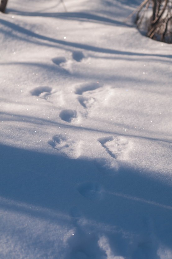 Skogsharen rullar ut spår-1
