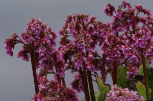 Bergenia i blom-1