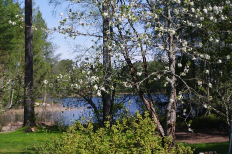 Det gamla körsbärsträdet i blom 2-1