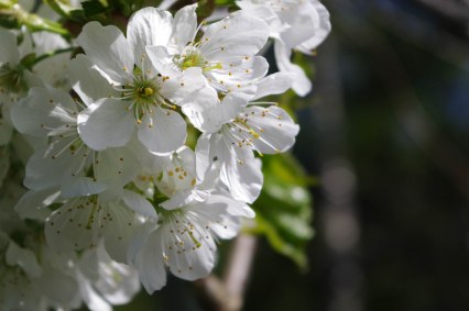 Det gamla körsbärsträdet i blom 6-1