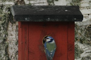 Full fart i blåmesfabriken-1