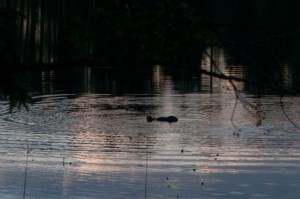 bävern snaskar på näckrosor2-1