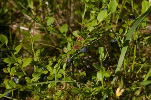 blåbär 1-1