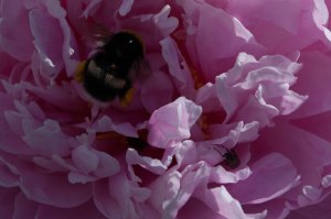 många samsas om blomman-1