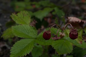 smultron att plocka-1