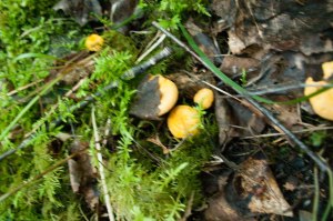 Sommarkantareller pressar sej upp-1