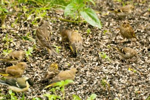Kamouflerat party i skogen-1