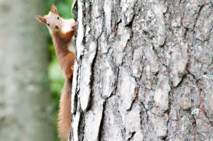 Nyfiken tittar fram-1