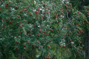 Rönnbärsträd i augusti-1