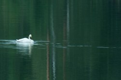 Sångsvan i vattenspegel-1