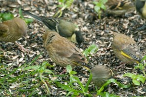 Solrosfrö åt alla-1