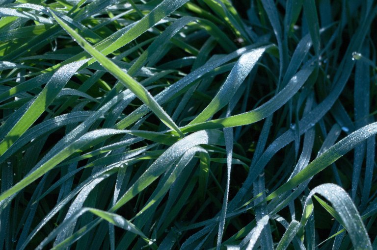 Fukt på gräs-1.jpg