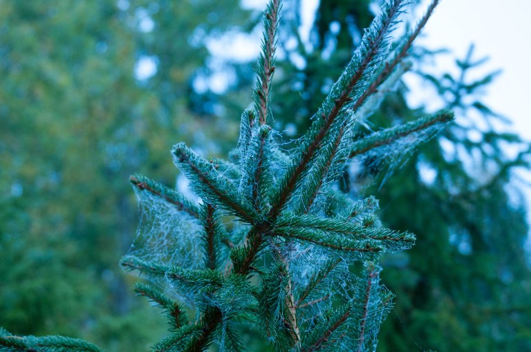 har-var-det-snarjt-1