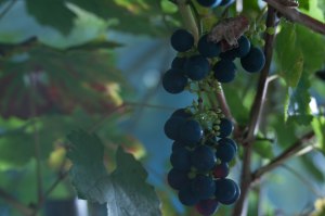 baltdruva-i-vaxthuset-1