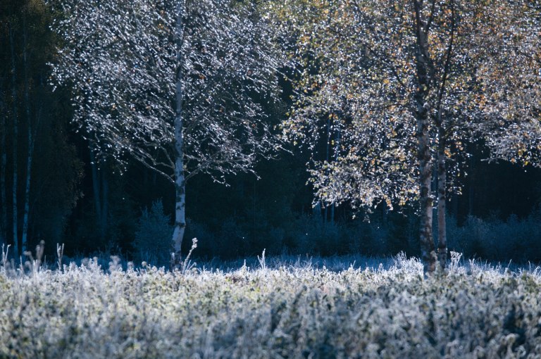 iskristaller-i-trad-1