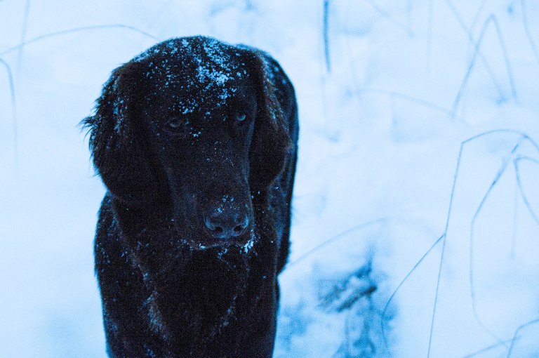 till-och-med-den-bruna-foljeslagaren-har-en-grabla-ton