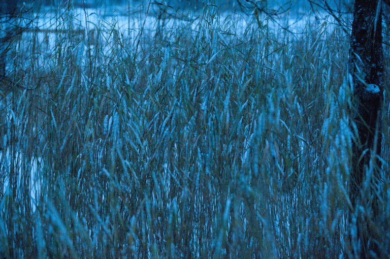 till-och-med-den-gula-vassen-ar-gra