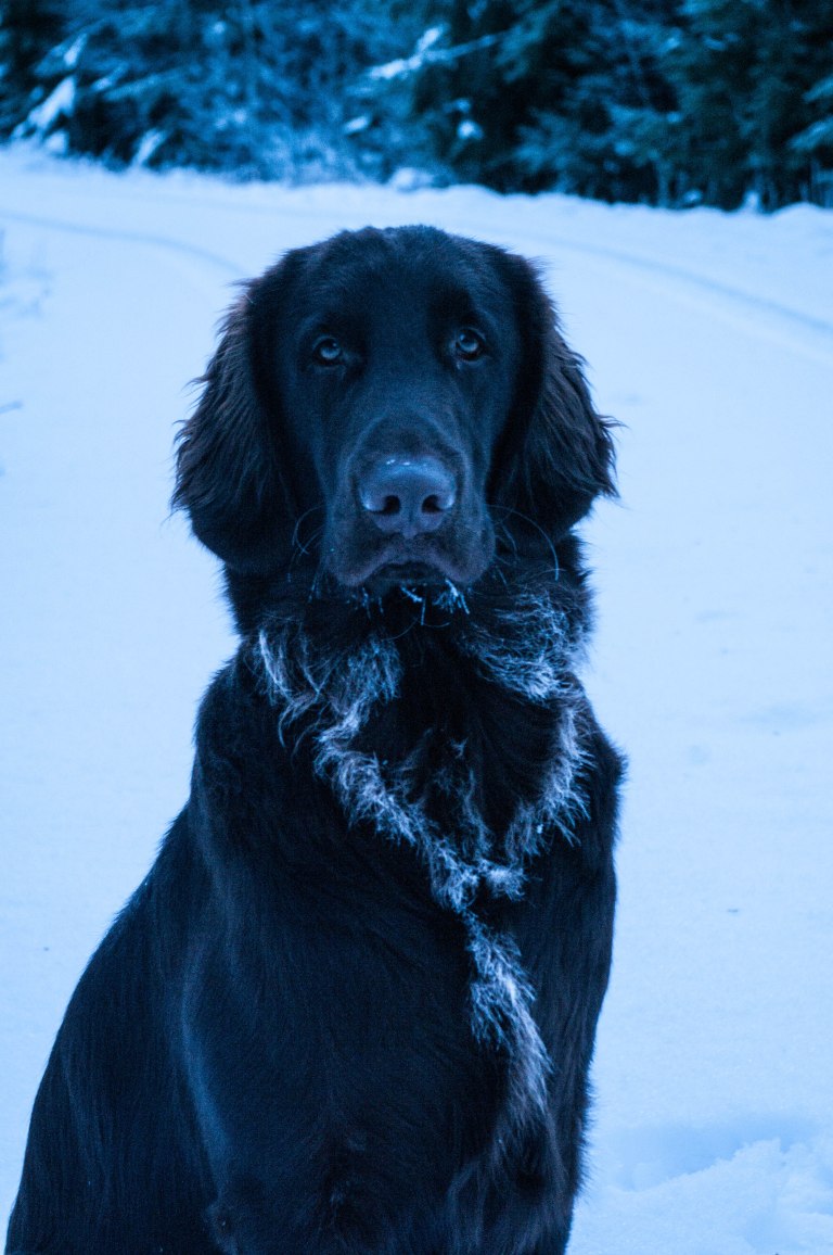 foljeslagarens-frostiga-bringa-en-kall-morgon