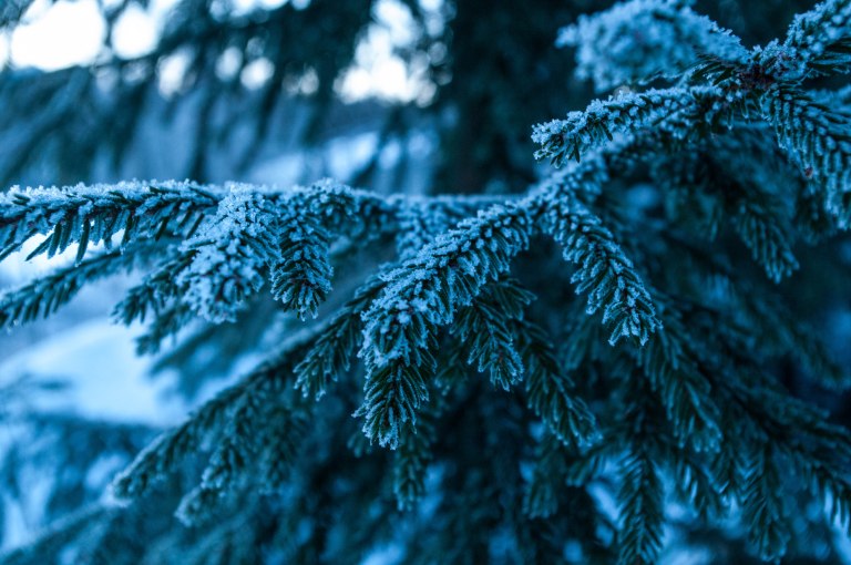 frostiga-grenar-en-kall-morgon