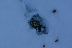 jarpens-rastplats-i-snon