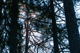 solens-forsta-stralar