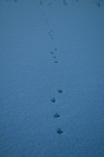 vem-har-haft-brattom