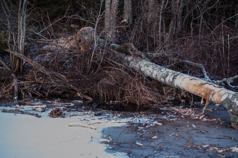 baverns-matstalle-innan-kylan-slog-till