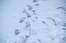 baverspar-fran-vaken-2-23