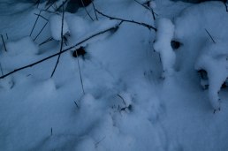 endast-mossen-varit-ute