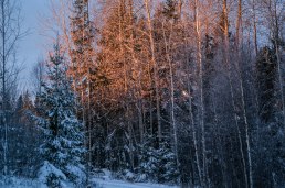 guld-pa-tradtopparna