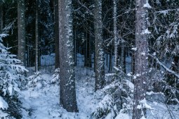 hogvinter-i-skogen-2