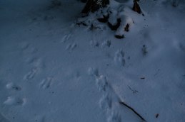 och-ekorren-i-riktning-mat