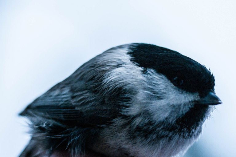 talltita-pa-hugget-36