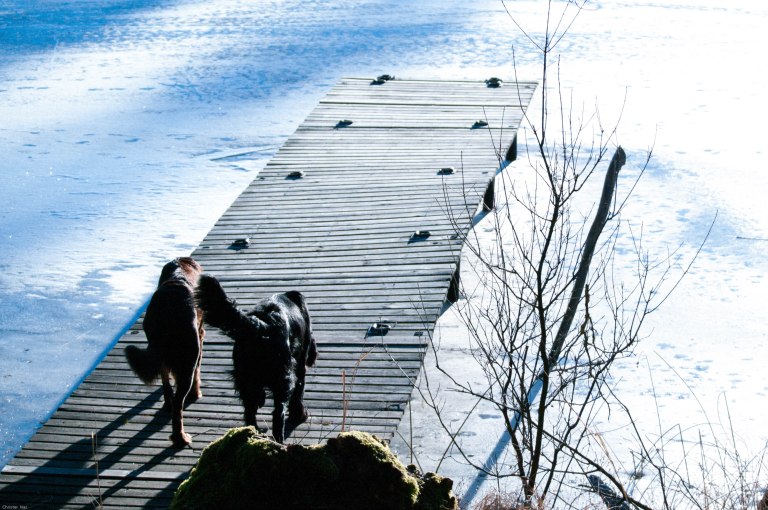 bryggpromenad-med-kompis