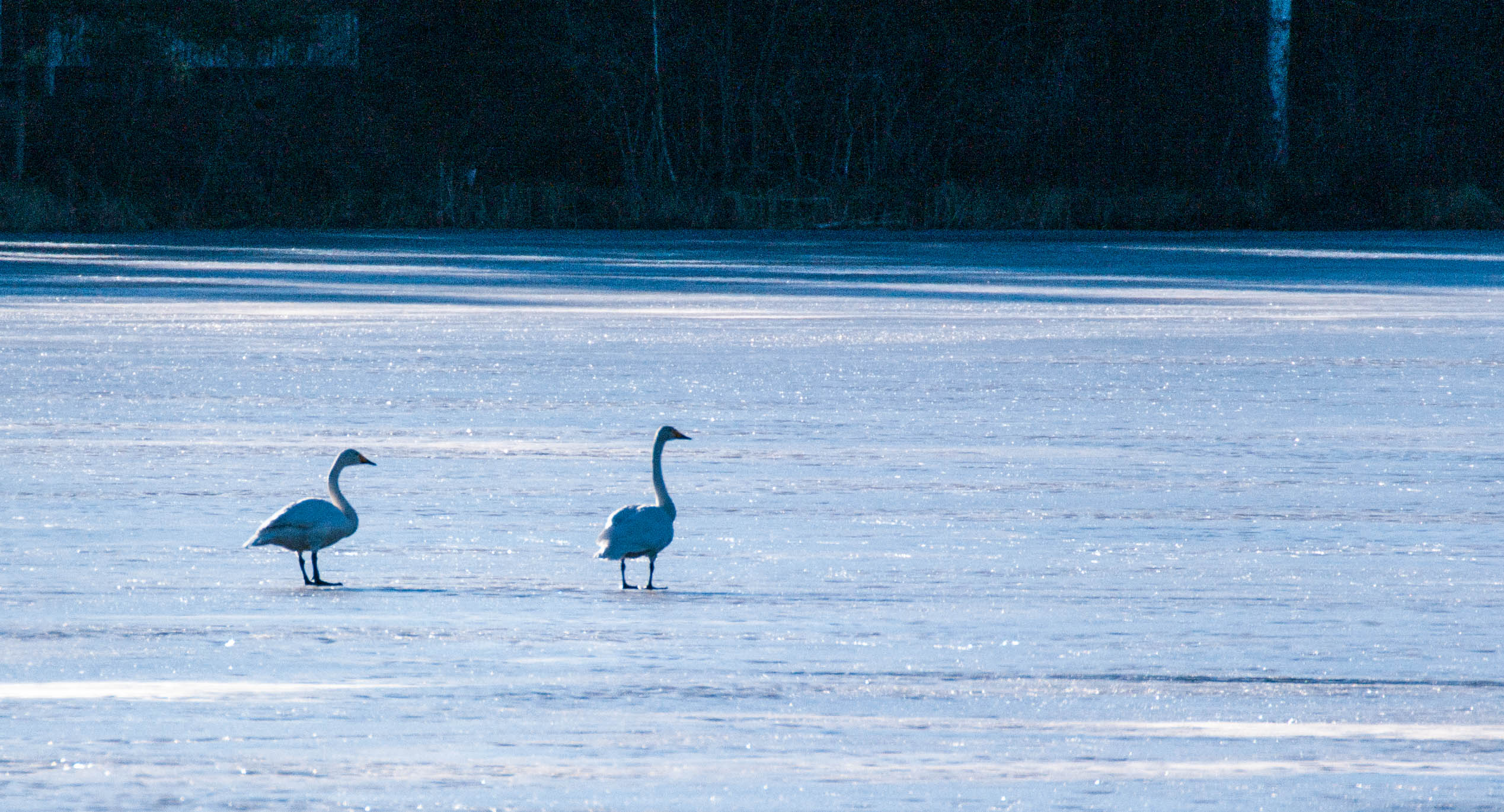 Äntligen är budbärarna här