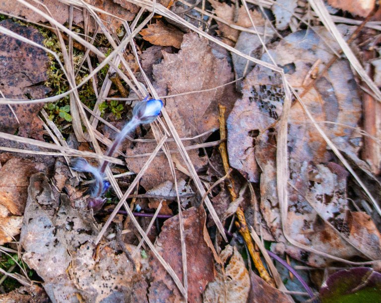 första blåsippsknoppen