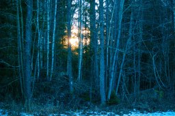 sol-i-skog