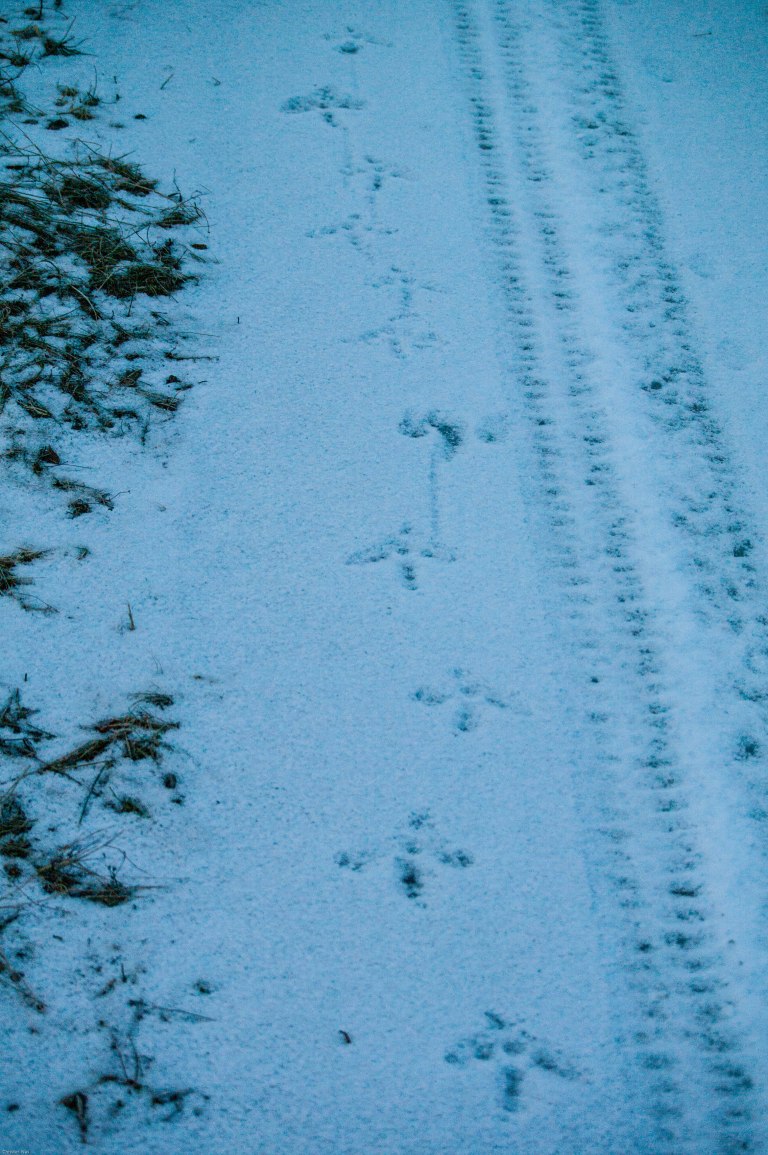 tjaderns-promenadspar-pa-trottoaren
