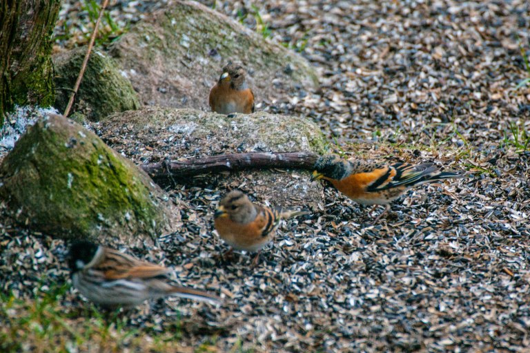 Bergfinken anländer
