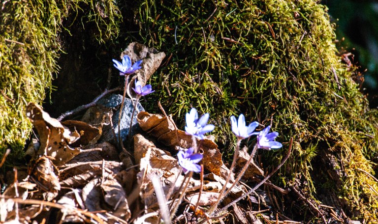 Blåsipporna strävar mot ljuset