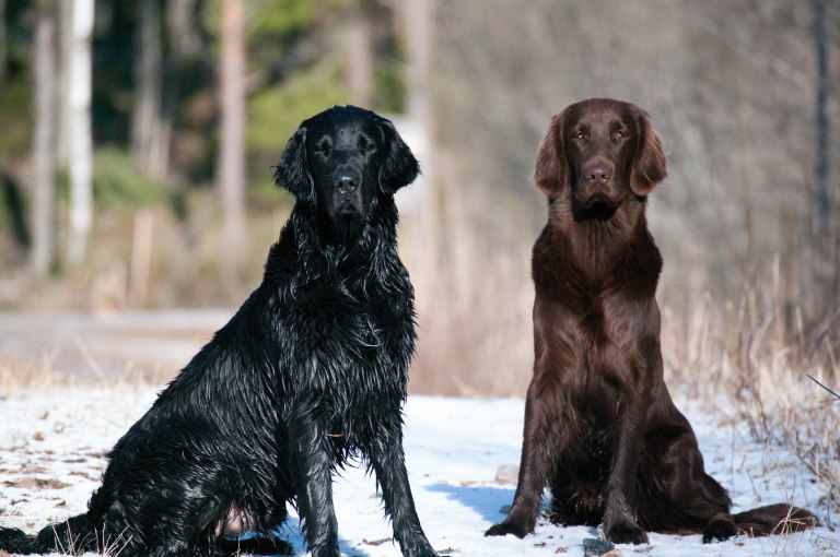 Följeslagararen och hans kompis