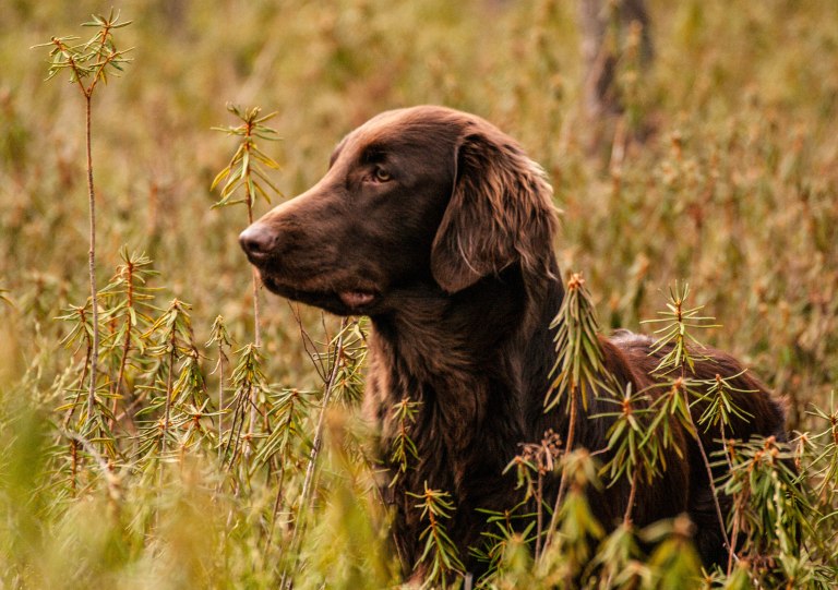 Följeslagaren på mossen