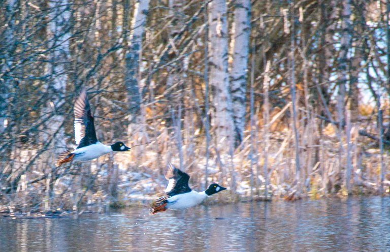 Kniphanarnas känslor svallar