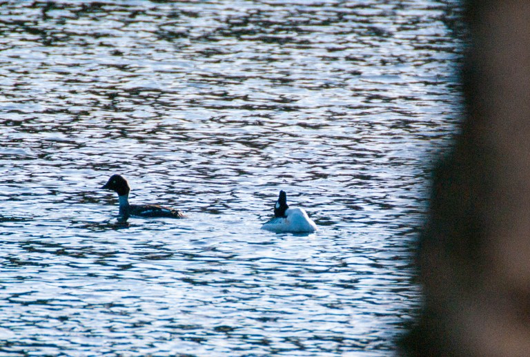 Knipspel vid stranden