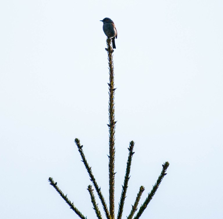 Sång från trädtopp