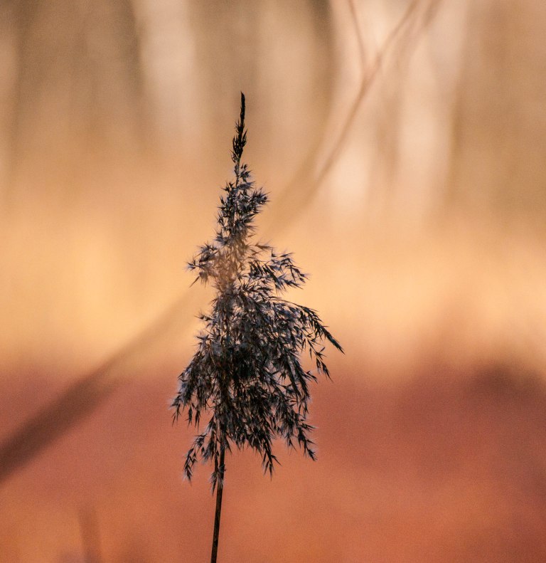 Vippa med snöludd.jpg