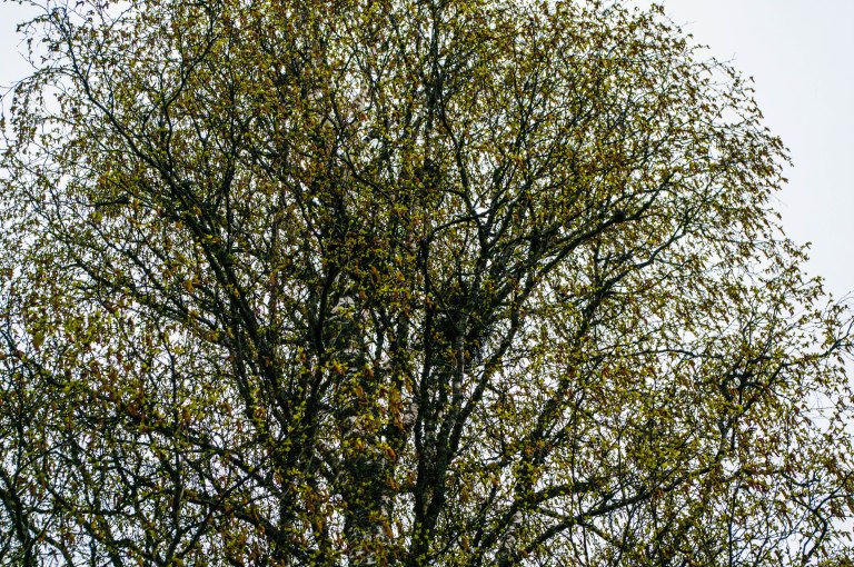 Björkkronan skiftar i grönt